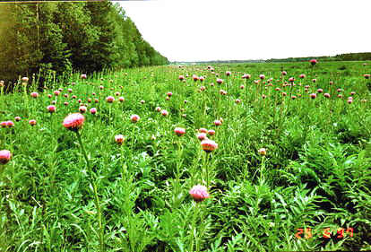 لوزارنگ / لوزاگلرنگی